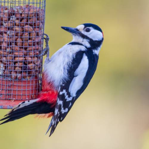 woodpecker on peanut feeder